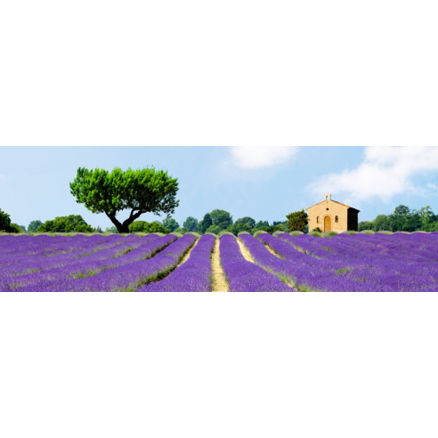Lavender Fields, France