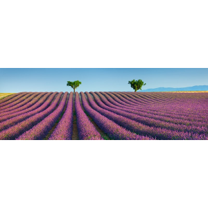 Lavender field, Provence,...