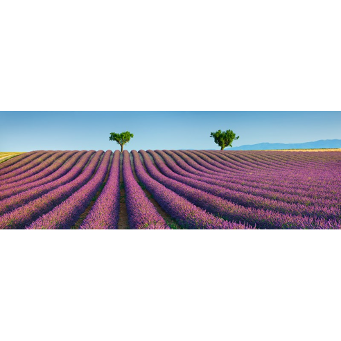 Lavender field, Provence, France