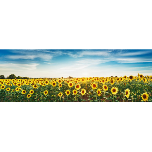 Sunflower field, Plateau Valensole,...