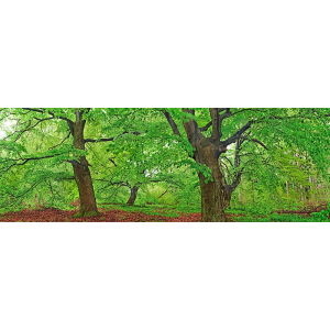 European beech, Kellerwald,...