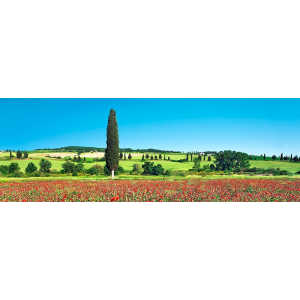 Cypress in poppy field,...