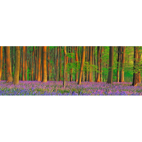Beech forest with bluebells,...