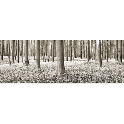 Beech forest with bluebells, Belgium