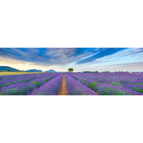 Lavender Field, France