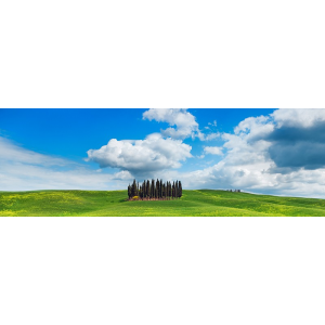 Cypresses, Val d'Orcia,...