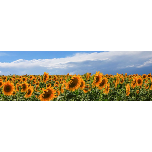 Girasoli in Val D'Orcia
