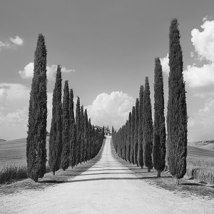 Cypress alley, San Quirico...