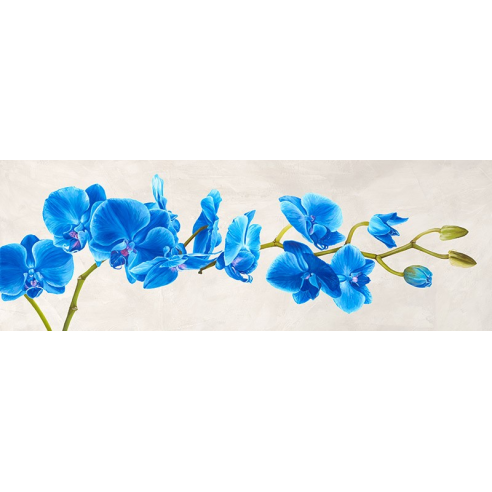 Blue Orchid