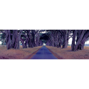 Monterey Cypress Trees,...