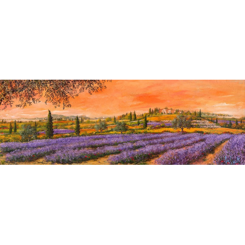 Filari di lavanda