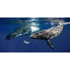 La Fille de la Mer (couleur)