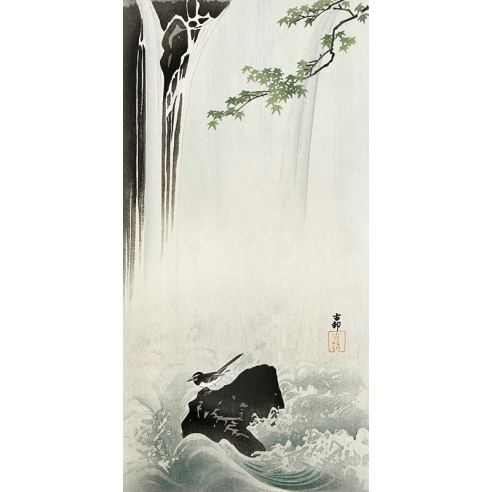 Japanese Wagtail at Waterfall