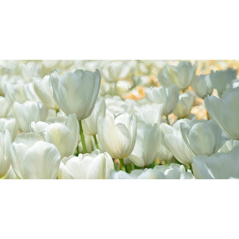 Field of White Tulips