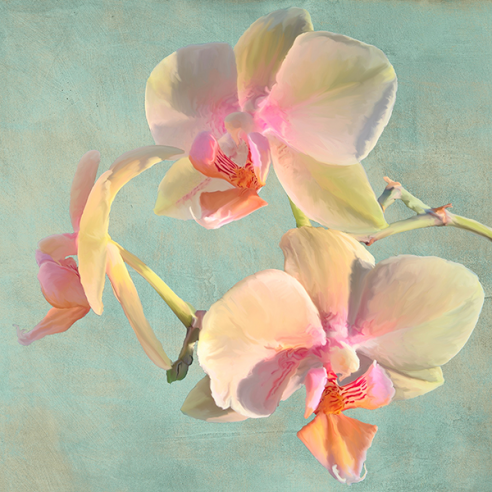 Jewel Orchids I