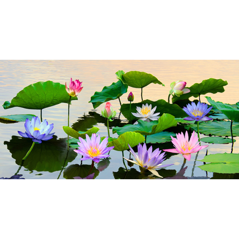 Flowered Pond