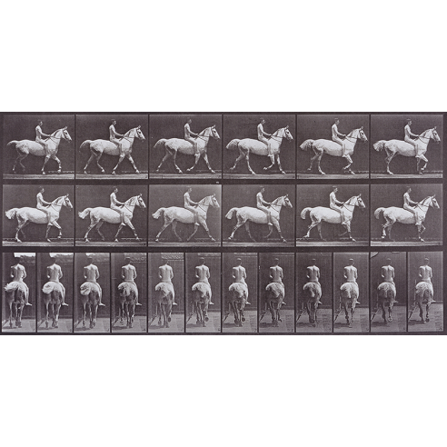 Animal Locomotion