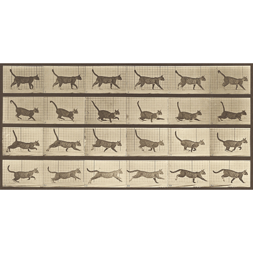 Animal Locomotion: A Cat