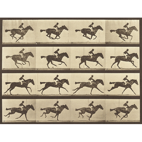 Animal Locomotion: Running Horse