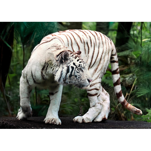 White Bengal Tiger