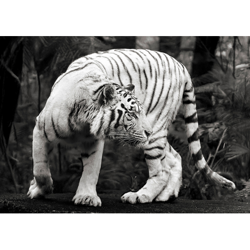White Bengal Tiger (B&W)