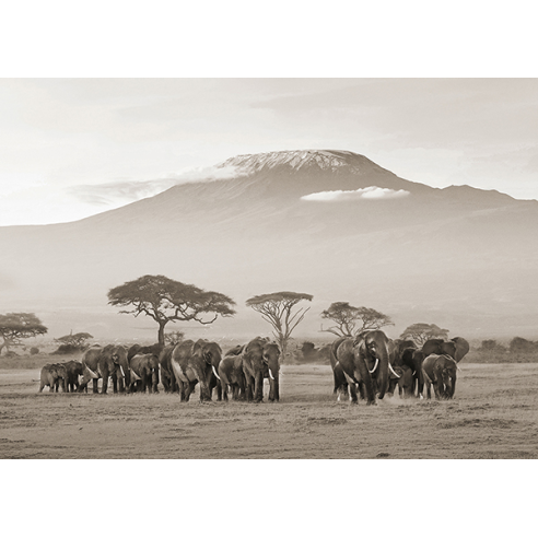 Kenya, Amboseli National Park
