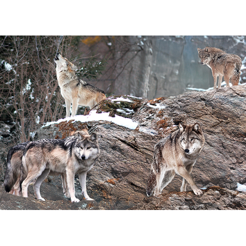Wolf Pack, Alaska