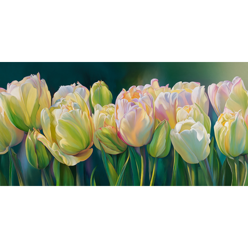 Field of tulips