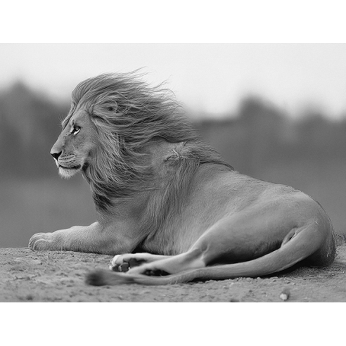 Young Lion