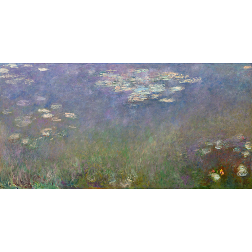 Water Lilies (Agapanthus)