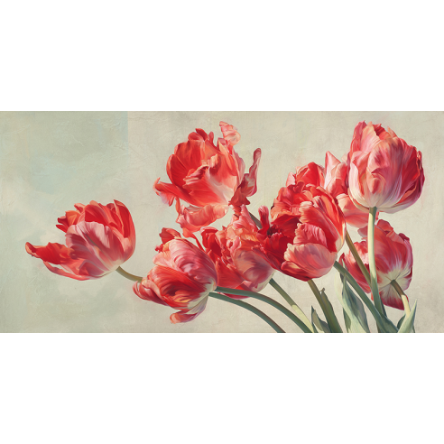 Crimson Parrot Tulips