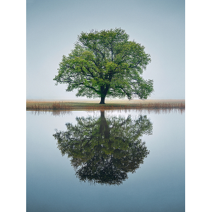 Tree Reflection, Berkshire, UK