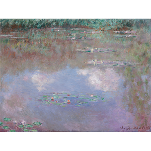 Water lily Pond