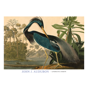 Louisiana Heron