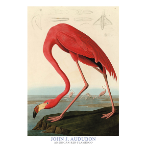 American Red Flamingo