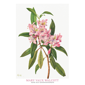 Rose Bay Rhododendron