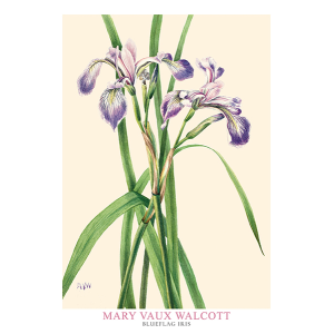 Blueflag Iris