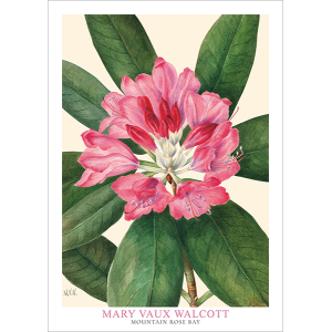 Mountain Rose Bay