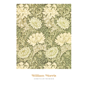Chrysanthemum