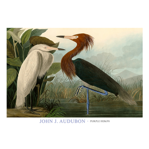 Purple Heron